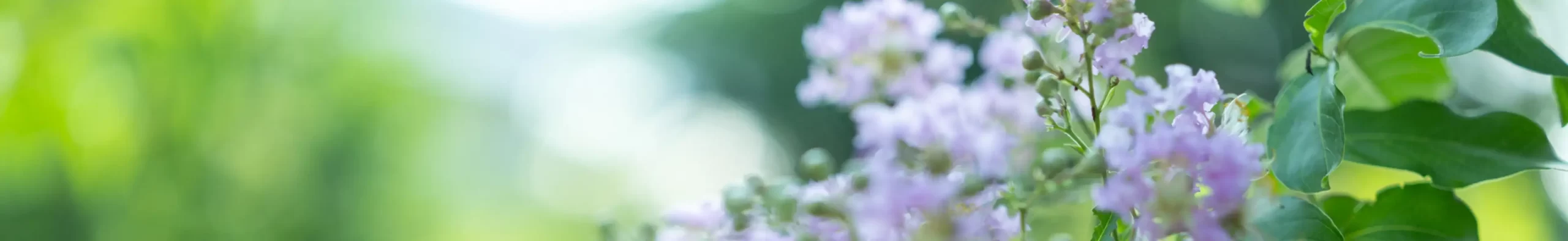 ようようの杜に咲く百日紅