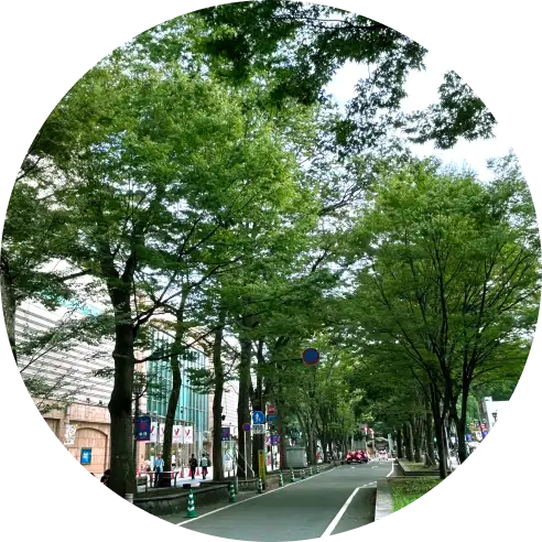 京王線府中駅周辺のけやき並木の画像