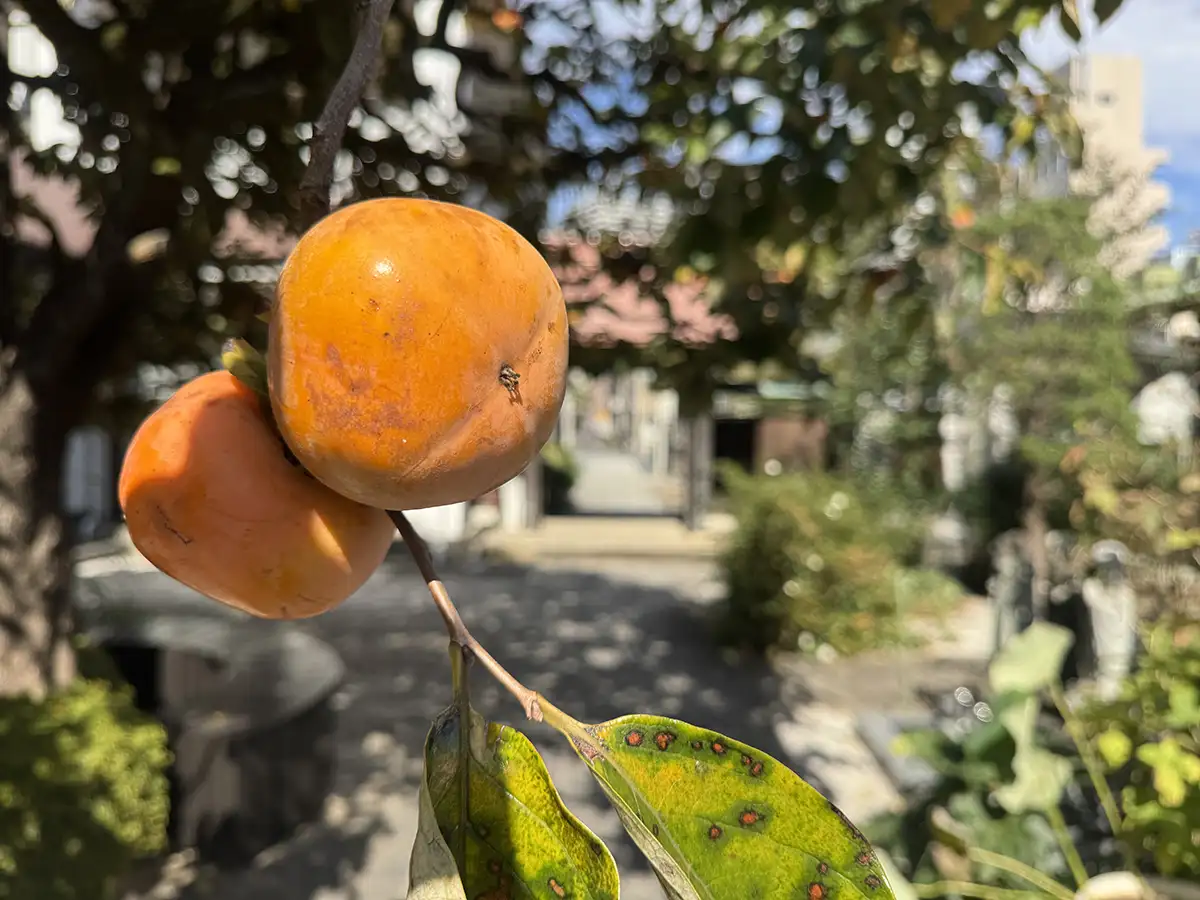 10月下旬の柿の実の画像
