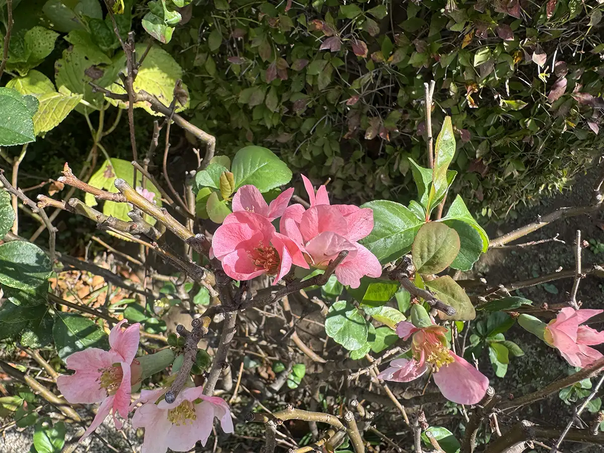 秋のボケの画像